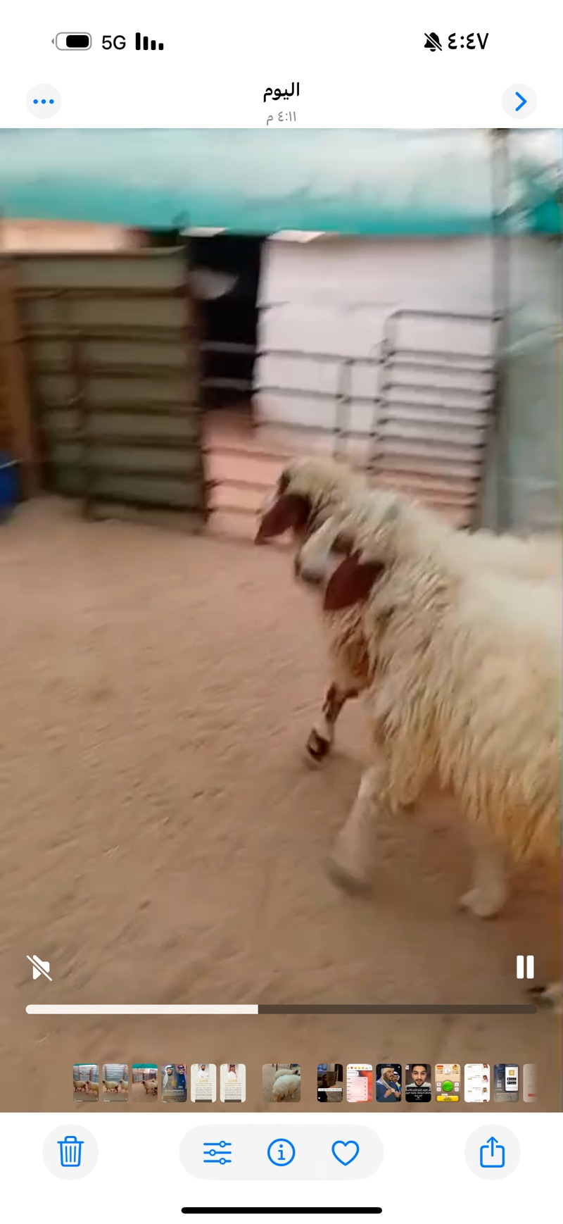 للبيع طليان طيبه جدا