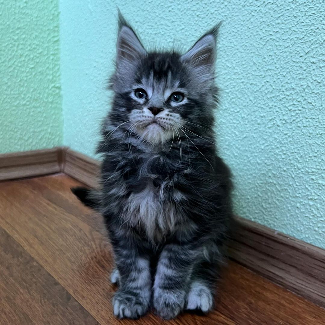 Maine coon kittens