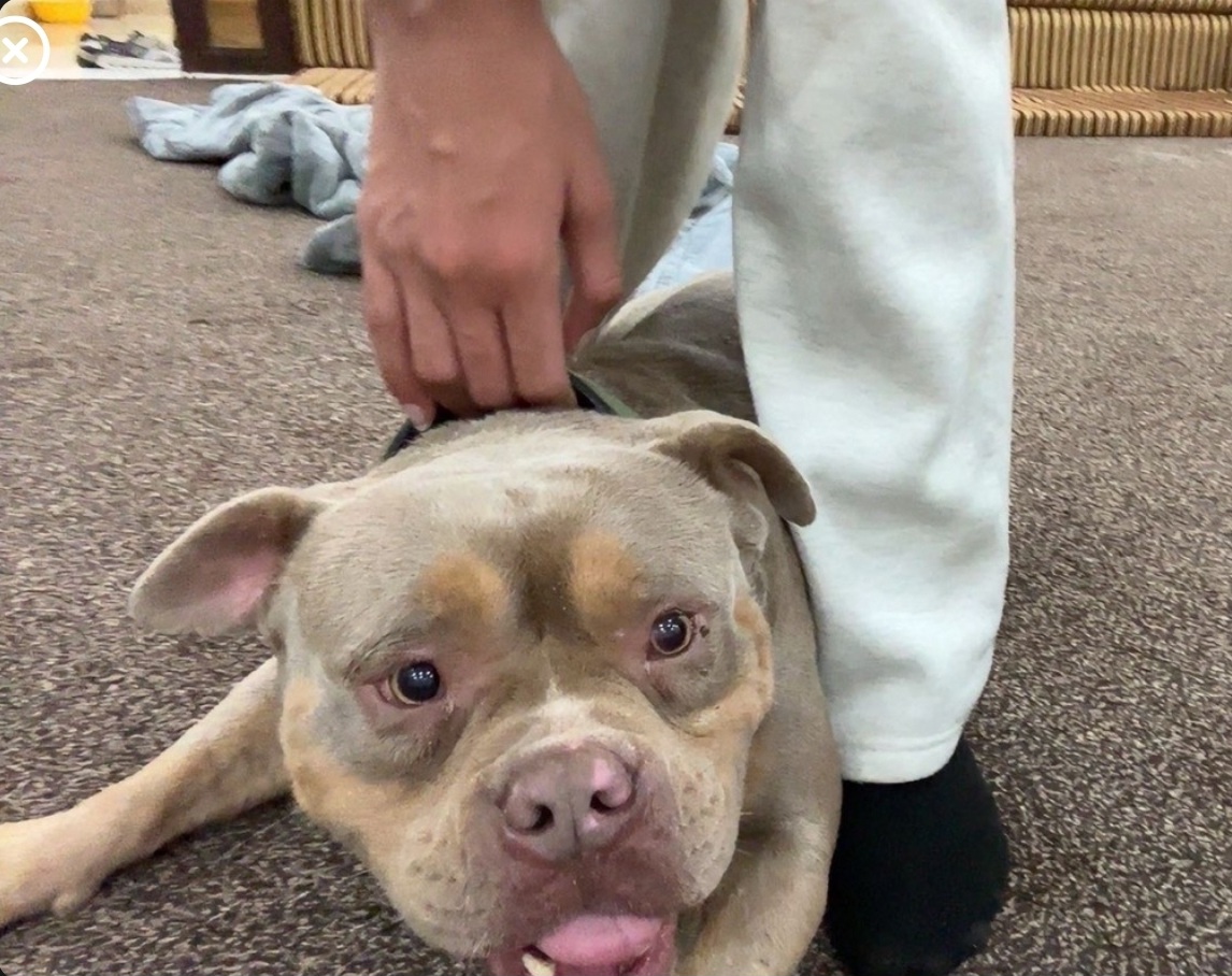 American Bully
