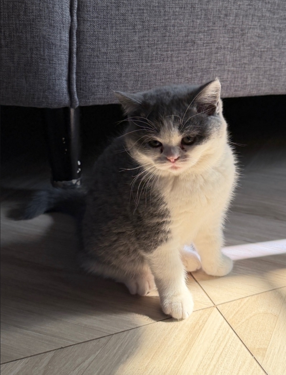 Scottish Triple Fold