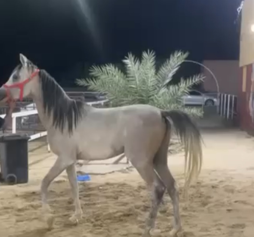 الاحمدي