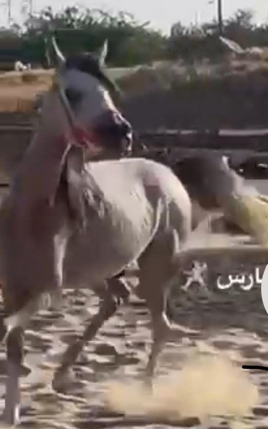 الاحمدي