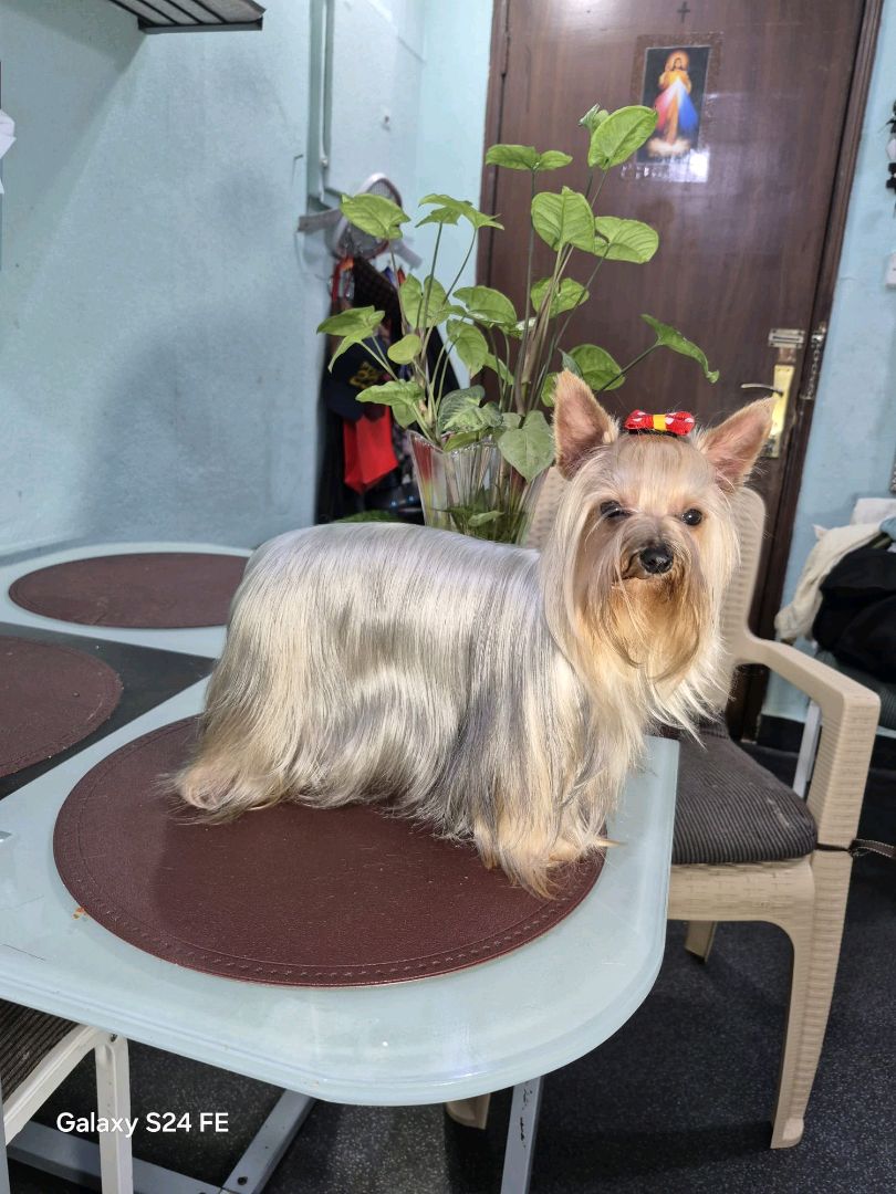 Australian silky terrier for sale