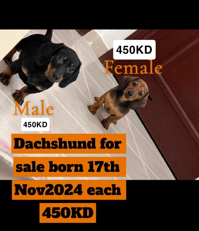 dachshund دوتش هاوند للبيع