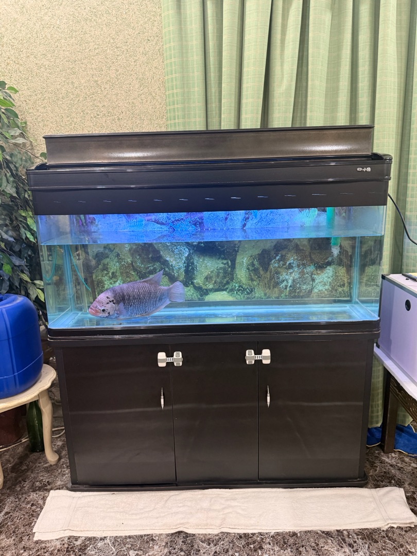 جورامي بصحه ممتازه جدا (Giant Gourami) + مع الحوض و اغراضه