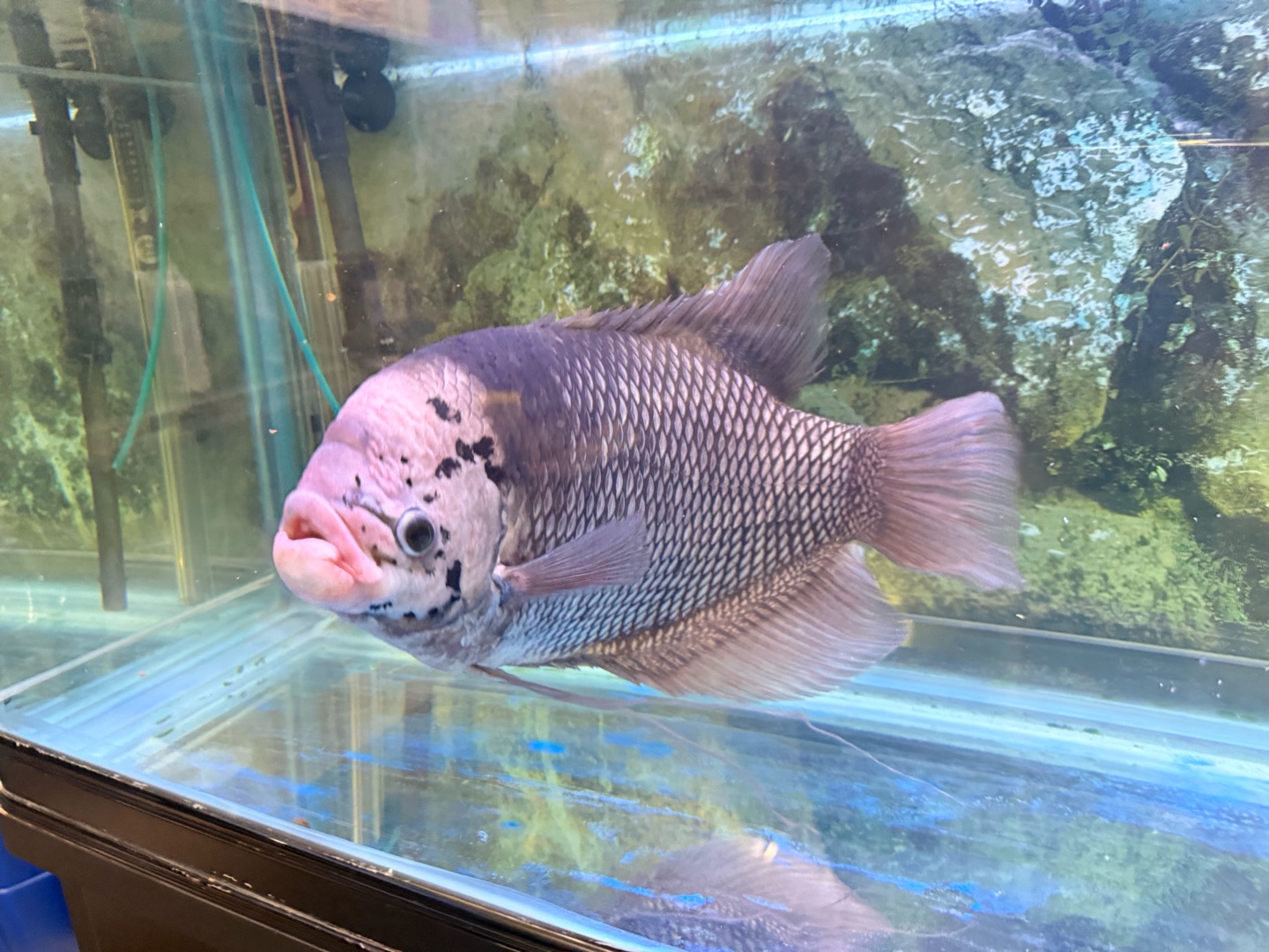 جورامي بصحه ممتازه جدا (Giant Gourami) + مع الحوض و اغراضه