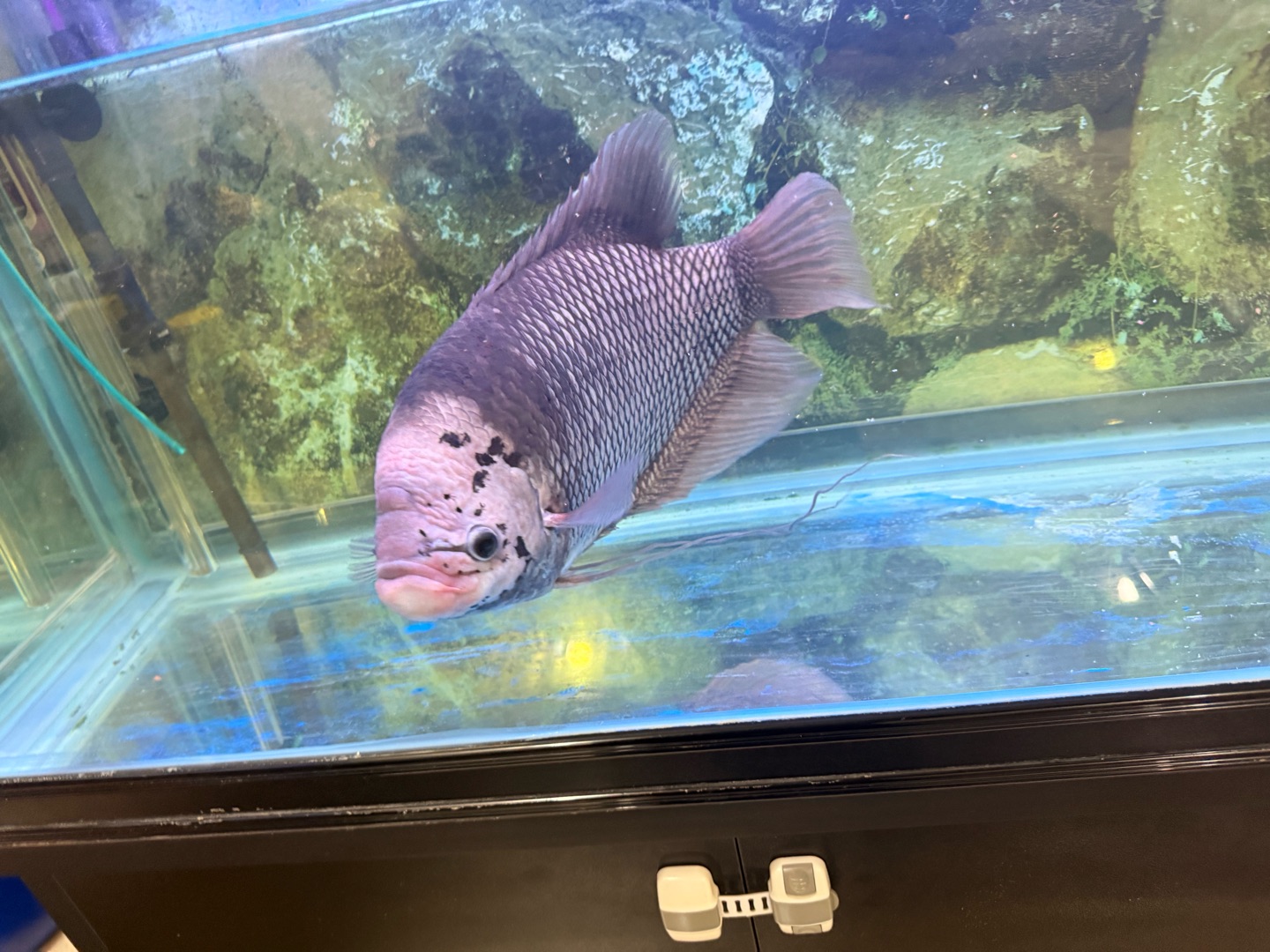 جورامي بصحه ممتازه جدا (Giant Gourami) + مع الحوض و اغراضه
