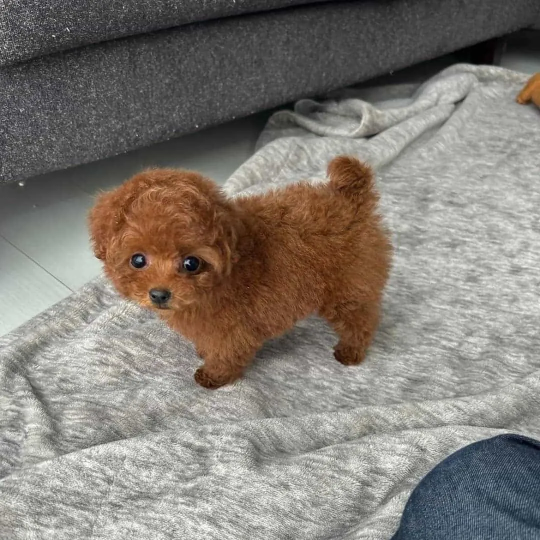 Toy poodle puppies