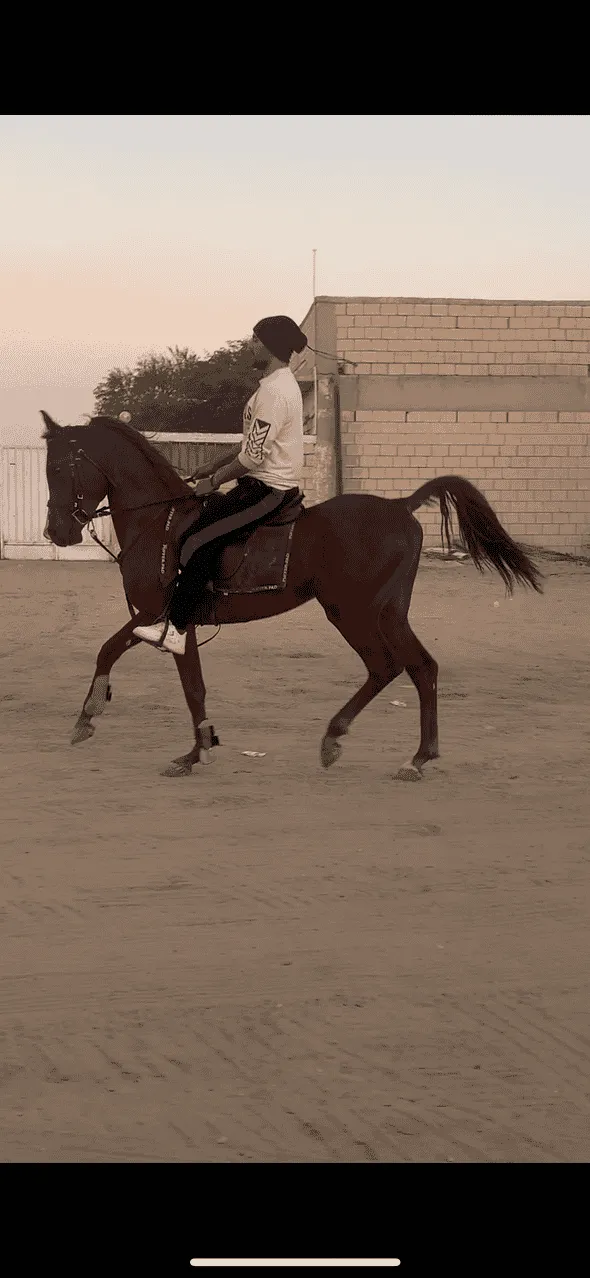 حصان