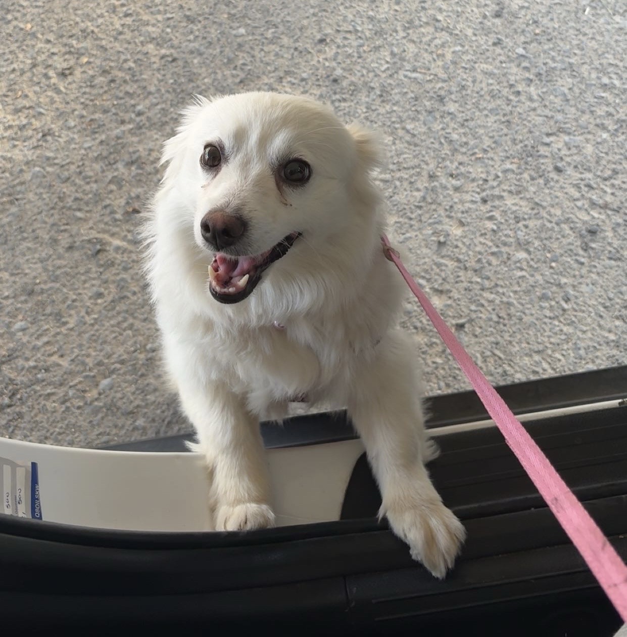 american eskimo