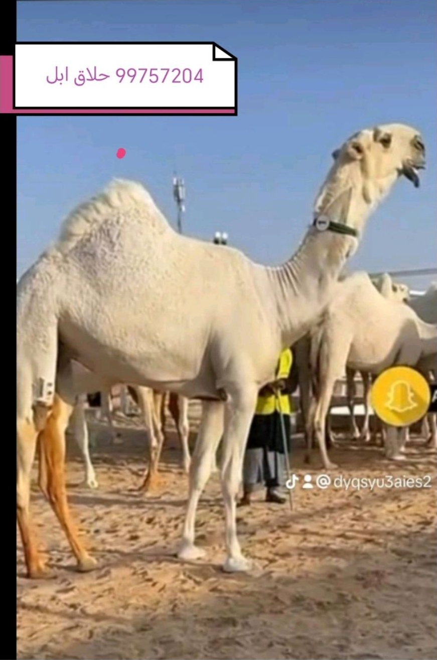 حلاقة وغسيل جميع مناطق الكويت