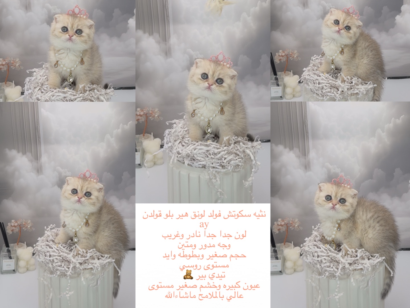 نوادر قطط 🥇🐾