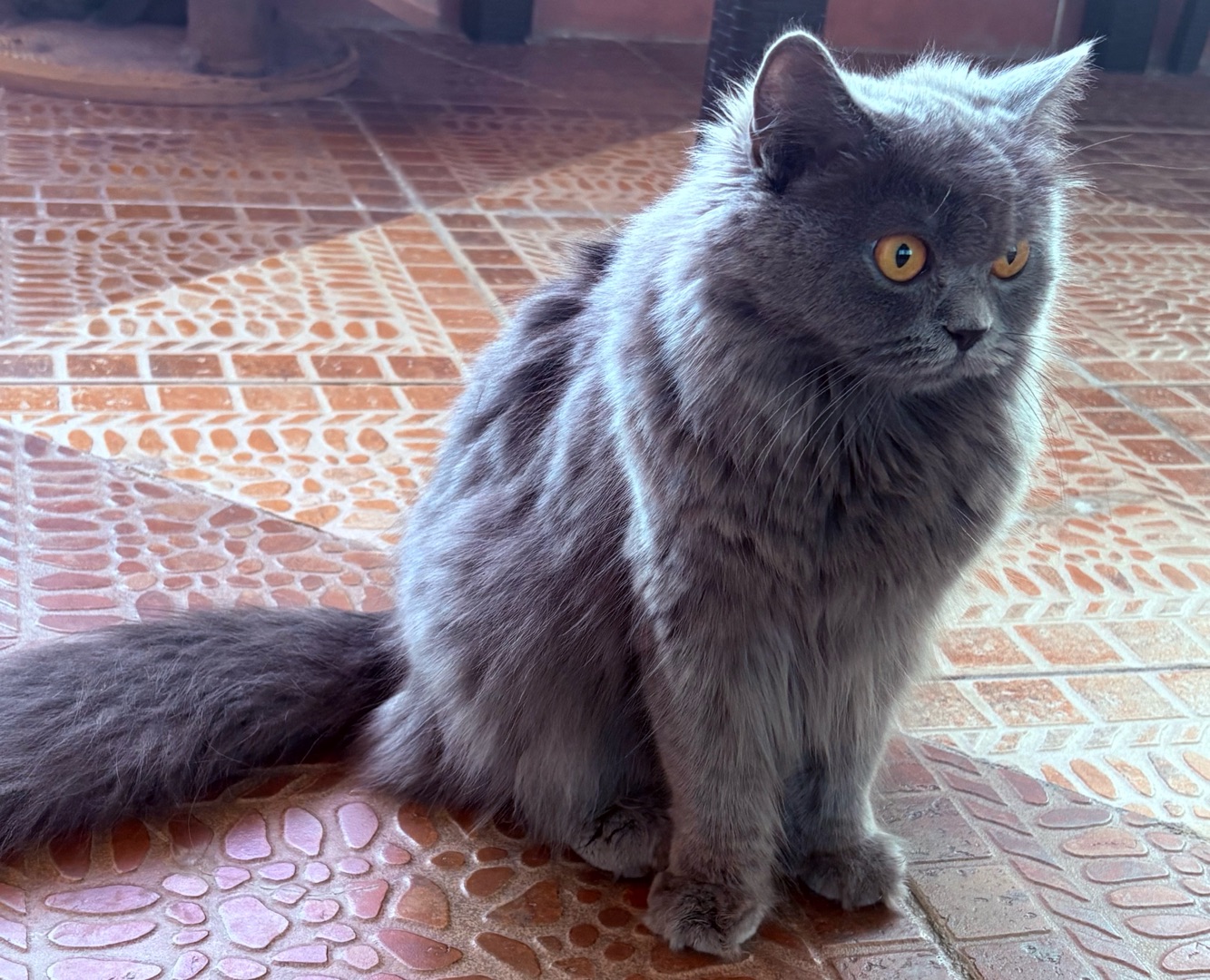 cute cats for sale