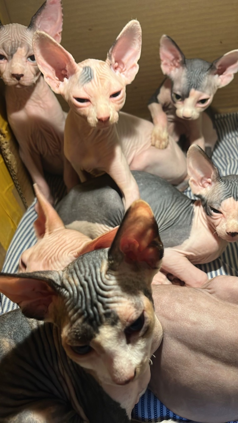 Sphynx Kitten 3 Months Old For Sale Done 1st Vaccine