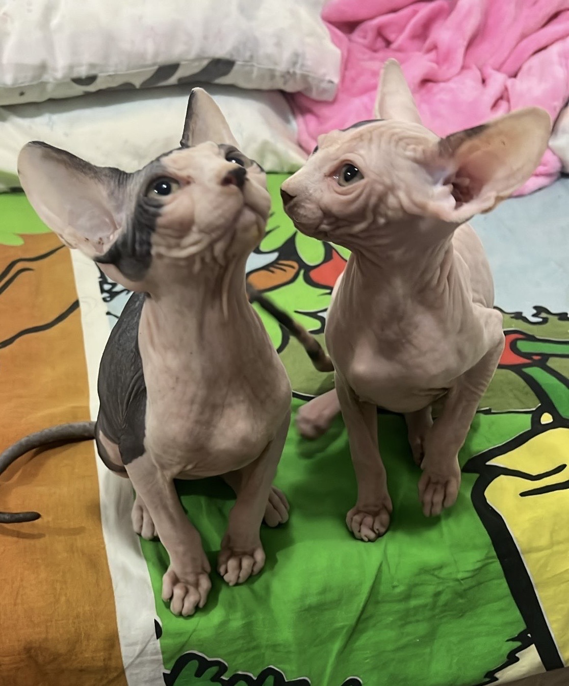 Sphynx Kitten 3 Months Old For Sale Done 1st Vaccine