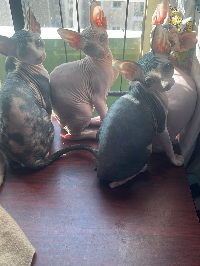 Sphynx Kitten 3 Months Old For Sale Done 1st Vaccine