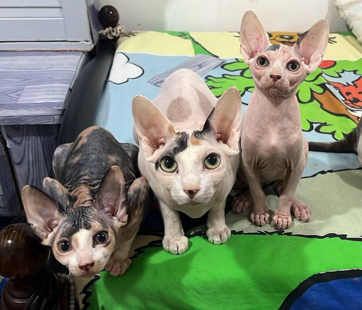 Sphynx Kitten 3 Months Old For Sale Done 1st Vaccine