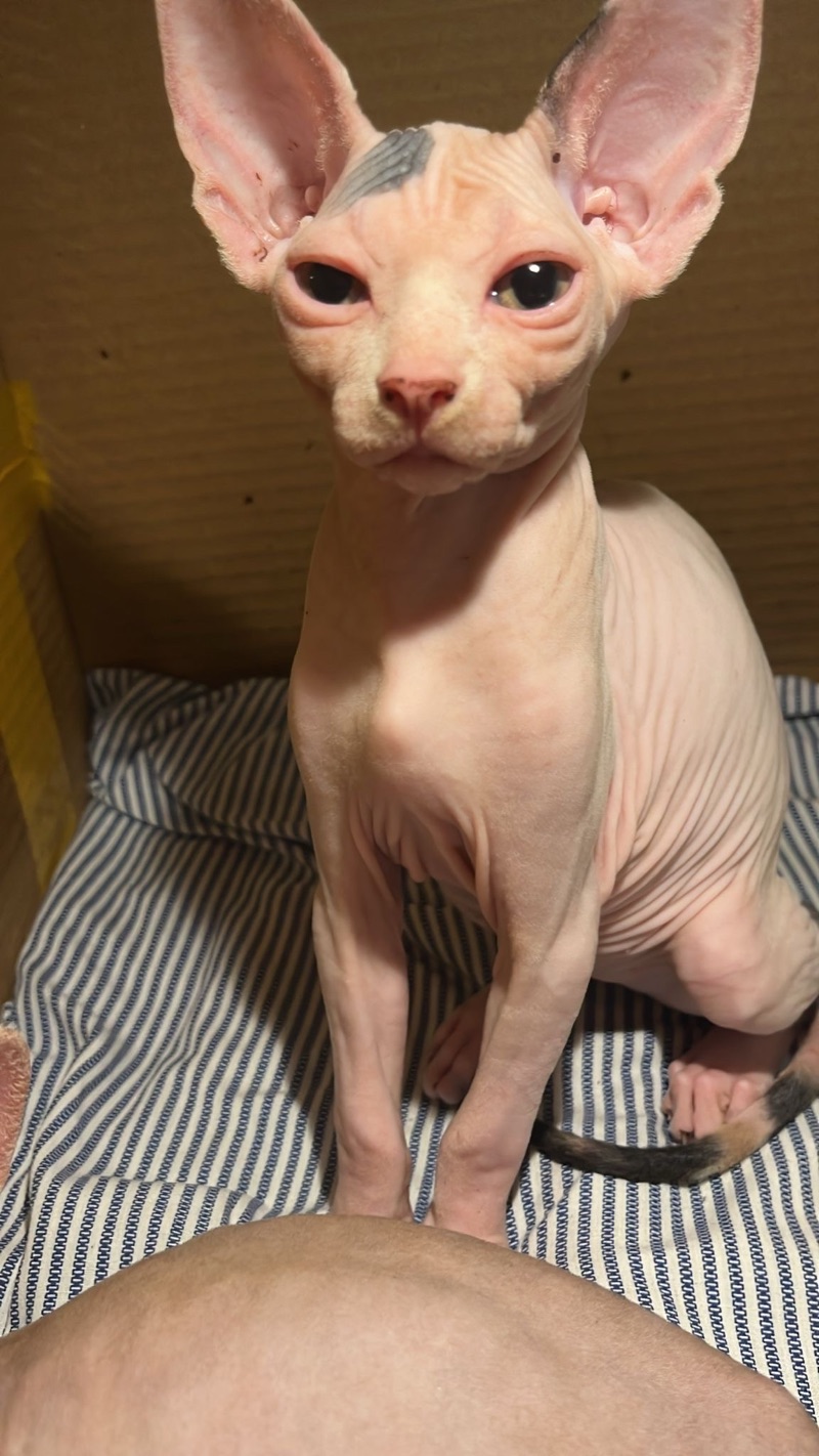 Sphynx Kitten 3 Months Old For Sale Done 1st Vaccine