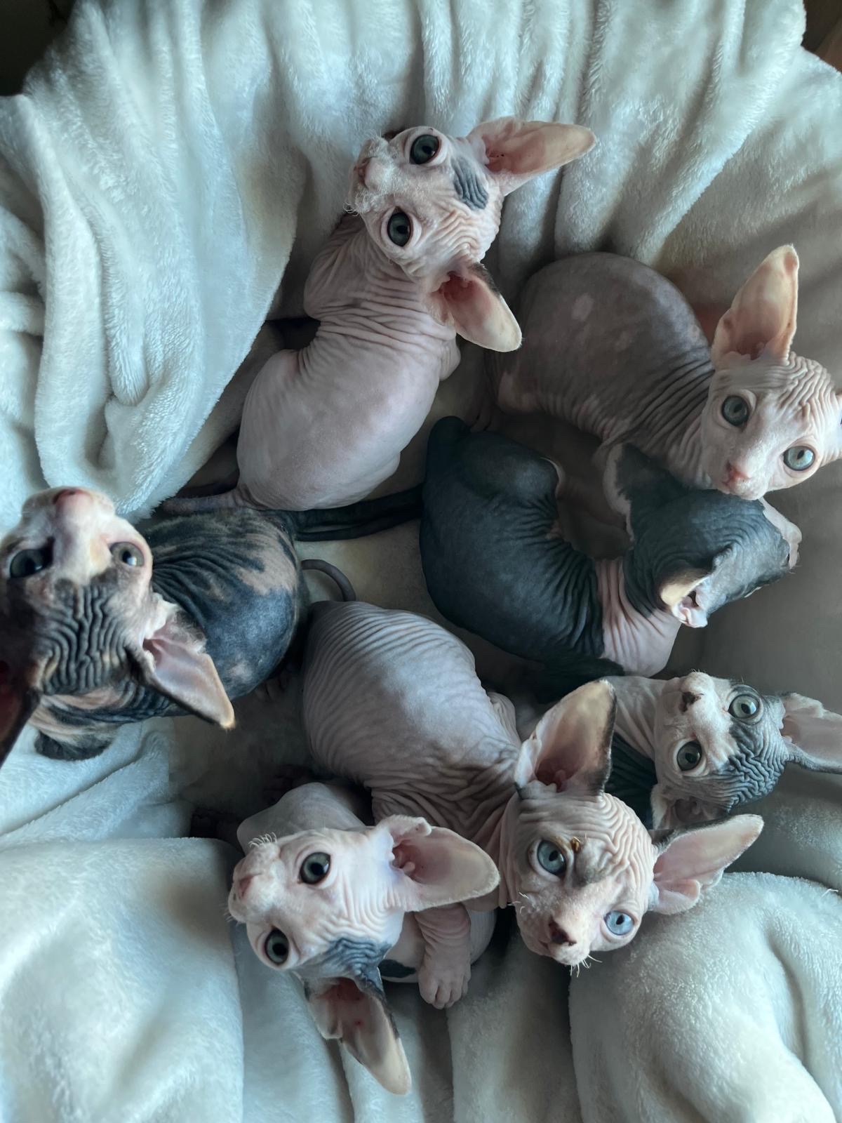 Sphynx Kitten 3 Months Old For Sale Done 1st Vaccine