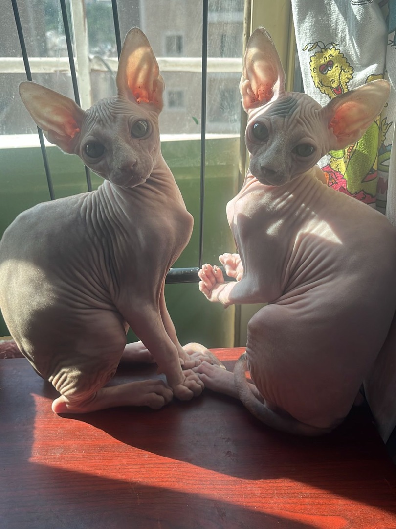 Sphynx Kitten 3 Months Old For Sale Done 1st Vaccine