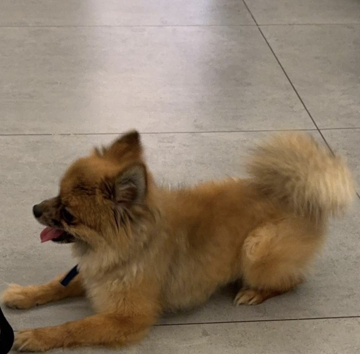 breed : pomrainan