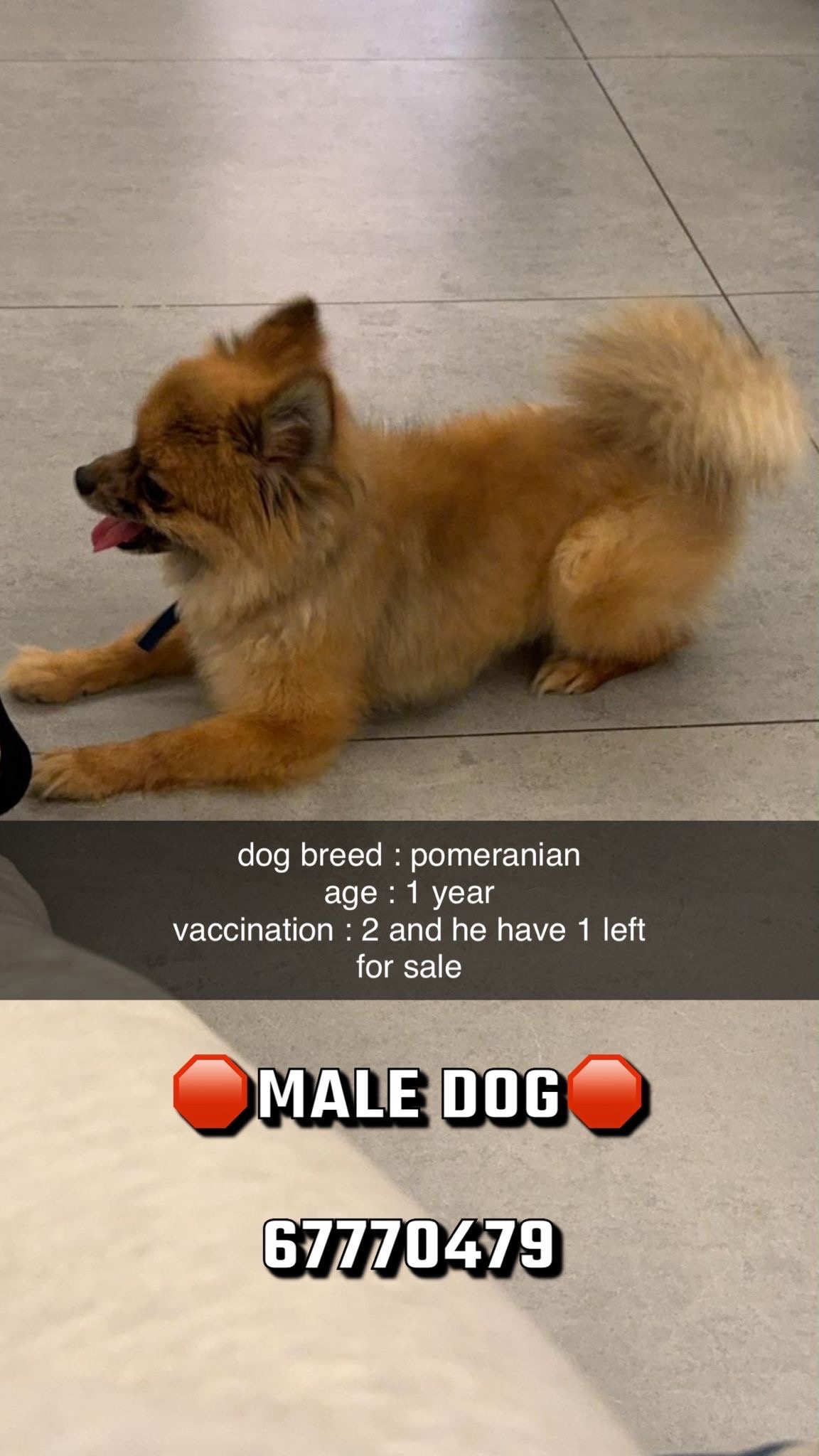 pomrenian