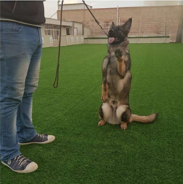 تدريب كلاب