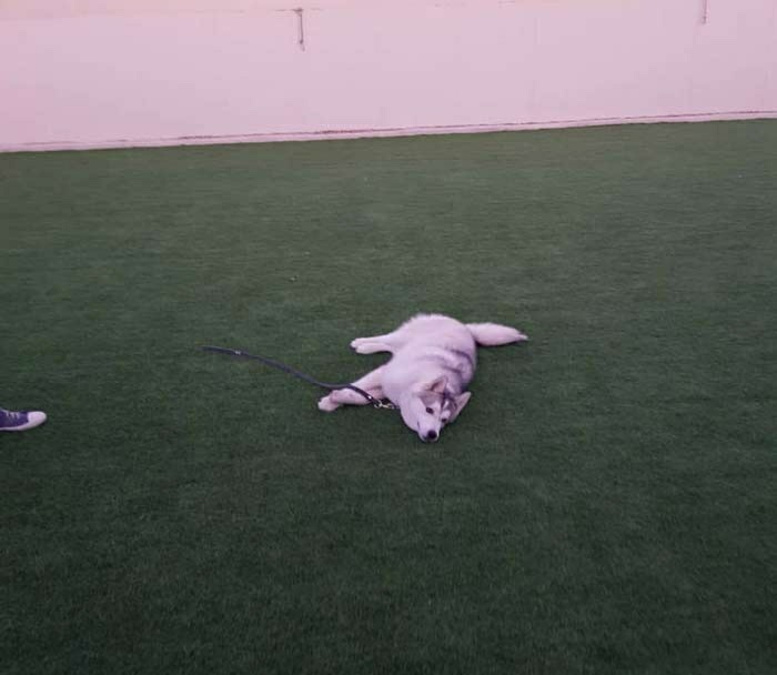 تدريب كلاب