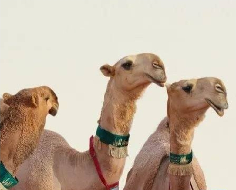 حلاقه وغسيل ابل جميع مناطق الكويت