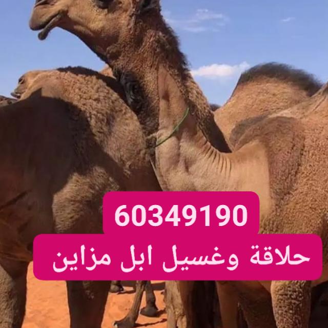 حلاقه وغسيل ابل جميع مناطق الكويت