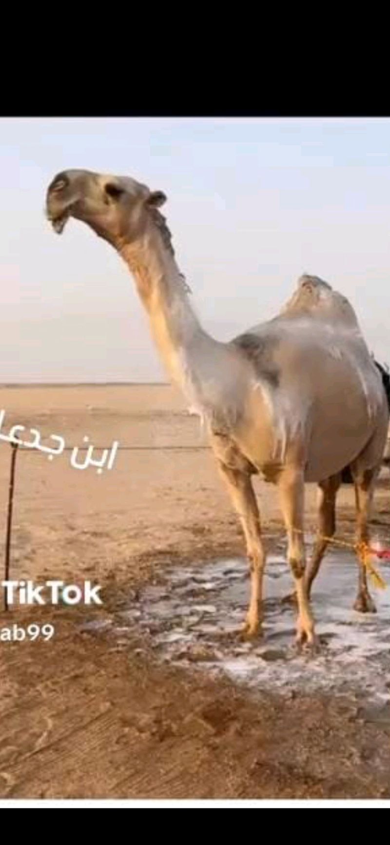 حلاقه وغسيل ابل جميع مناطق الكويت