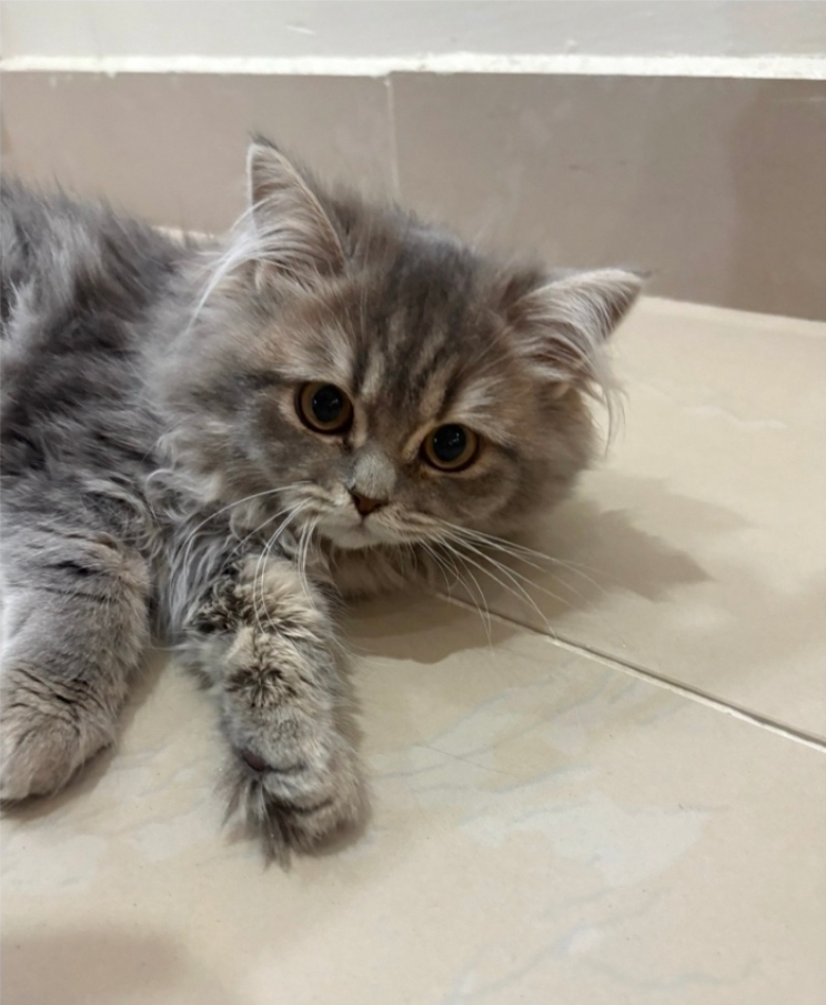 قطط