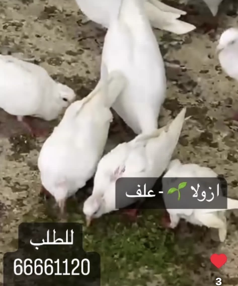 نبته الازولا