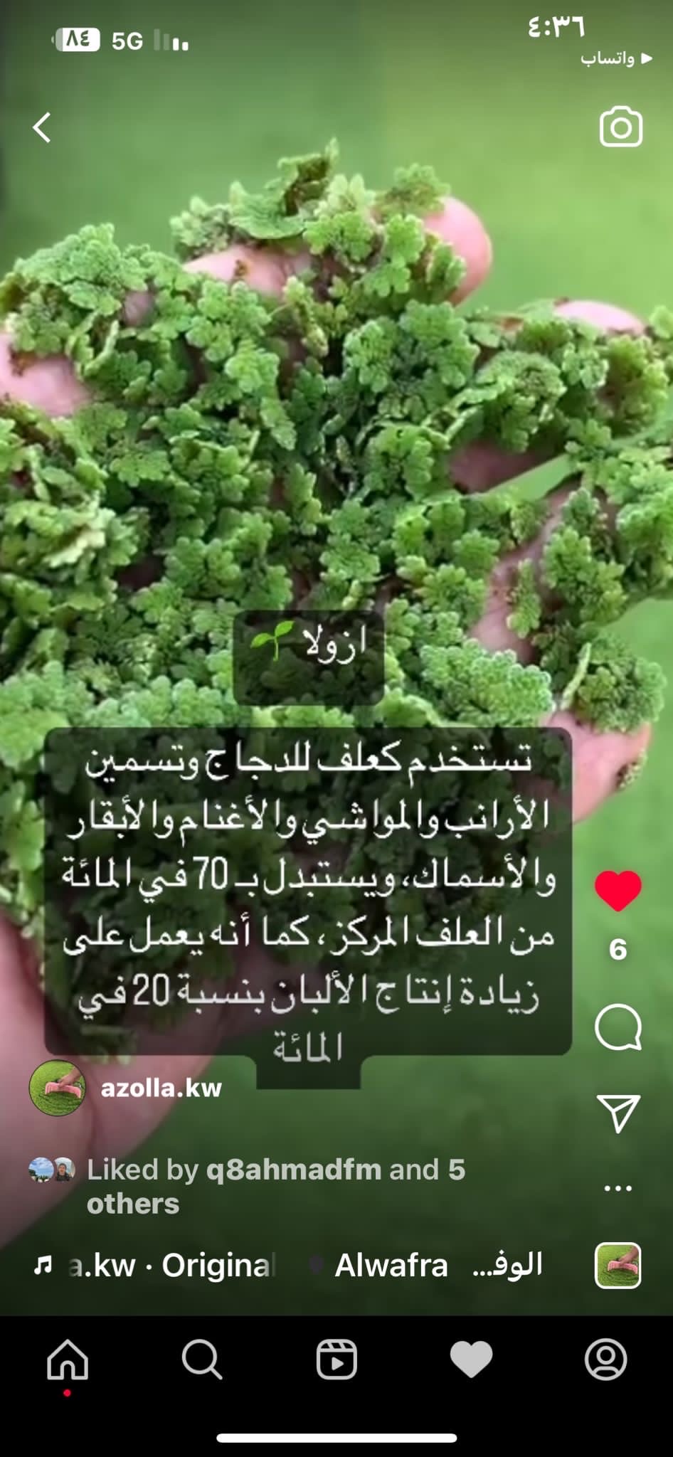 نبته الازولا