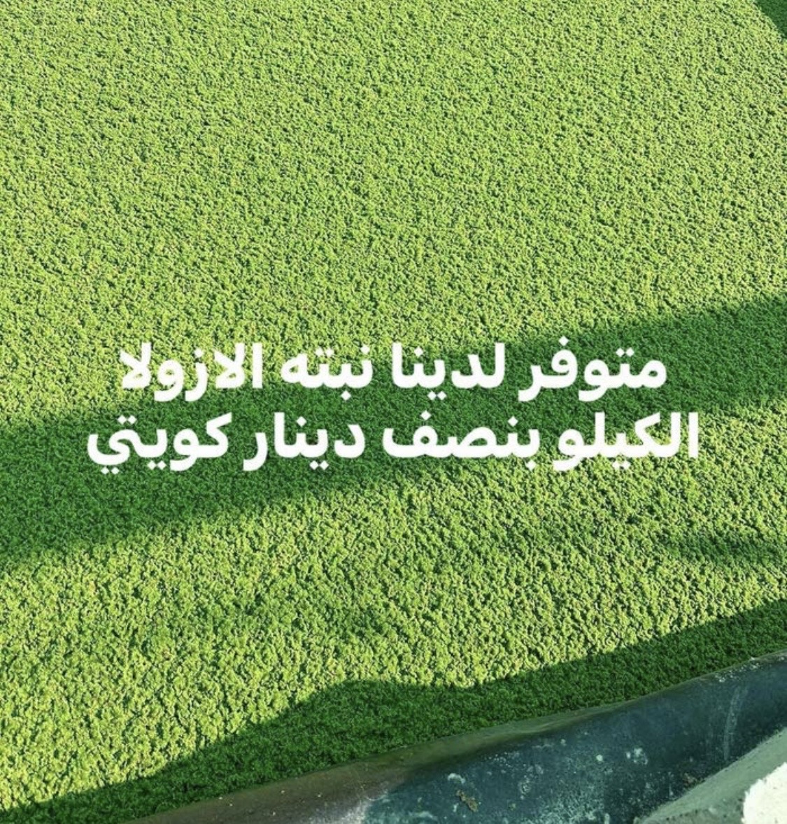 نبته الازولا