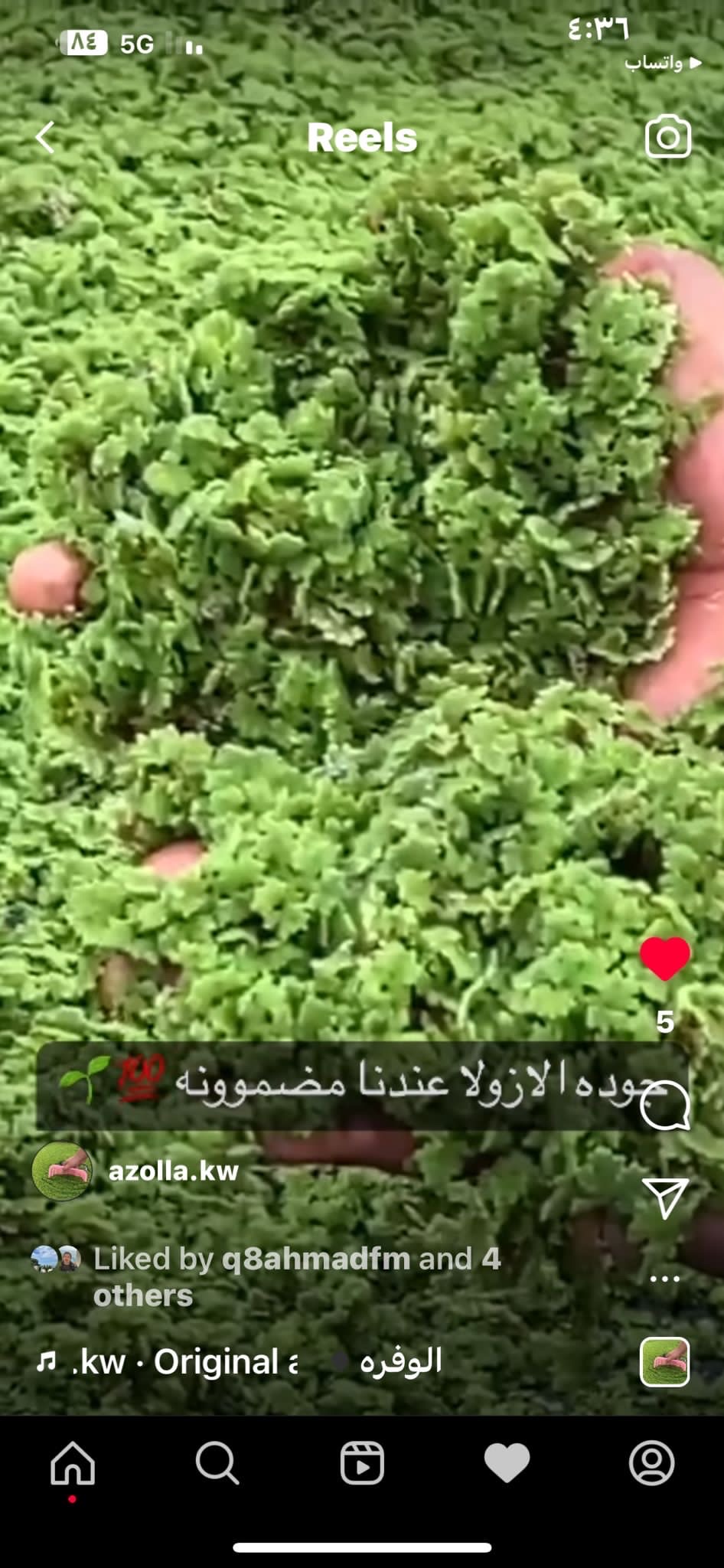 نبته الازولا