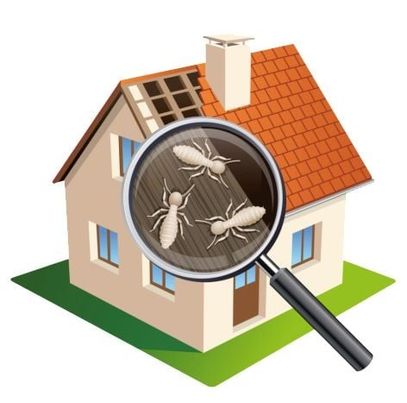 شركة مكافحة حشرات وقوارض الكويت مكافحة قوارض رش حشرات رش مبيدات شركة قوارض