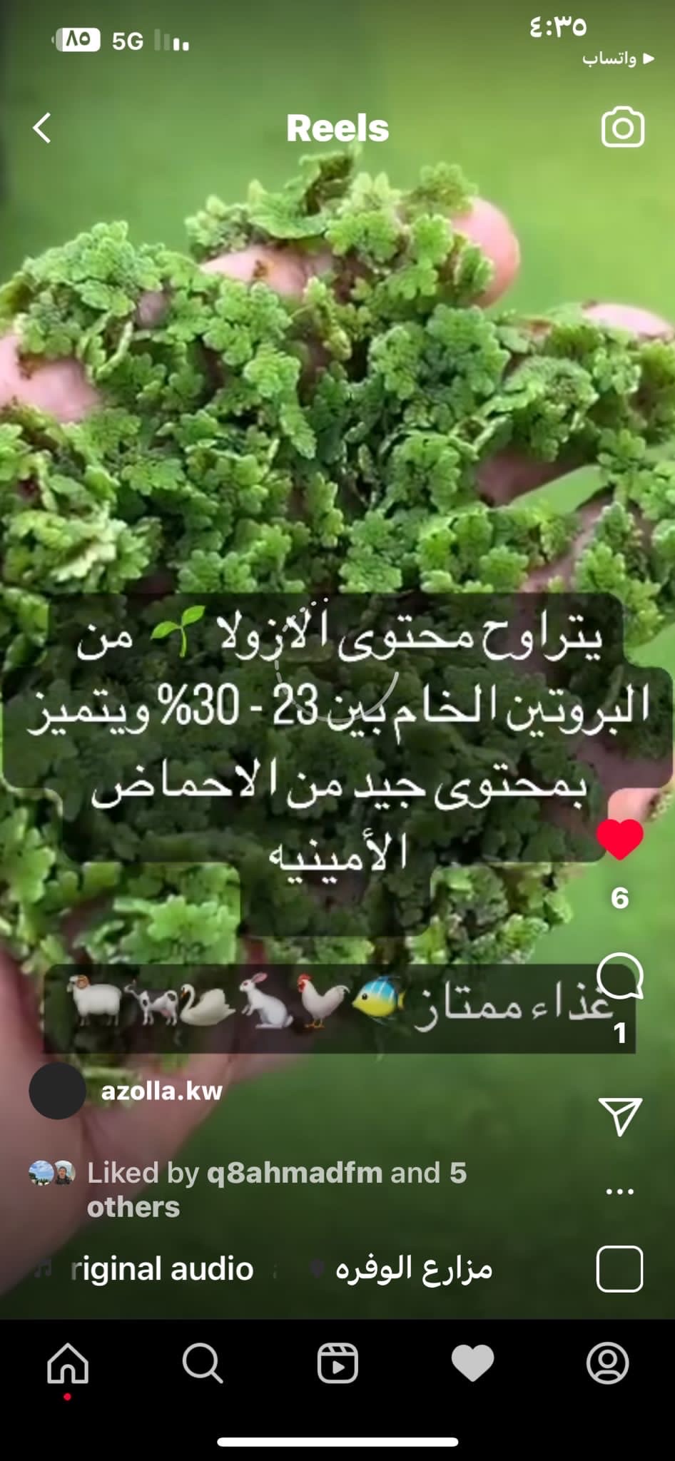 نبته الازولا