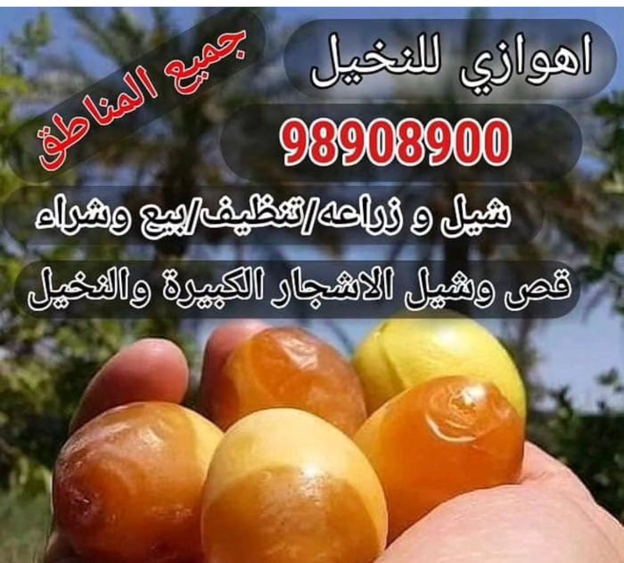 اهوازي للنخيل 98908900 تكريب/ شيل/ بيع و شراء نخيل