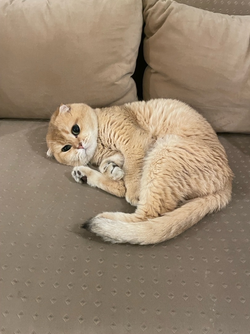 Date of birth: 22/11/2026 - black golden shaded Scottish fold