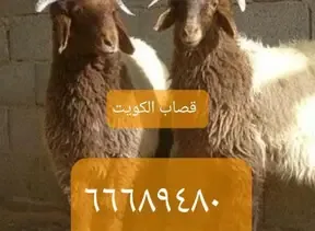 قصاب. الكويت