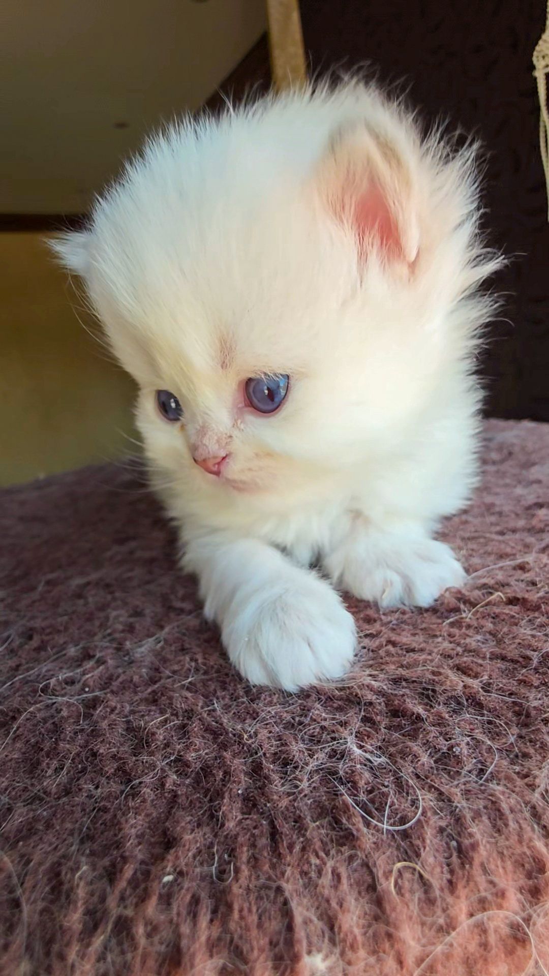 longhaircattery