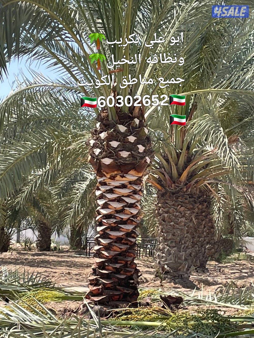 ابو علي ٦